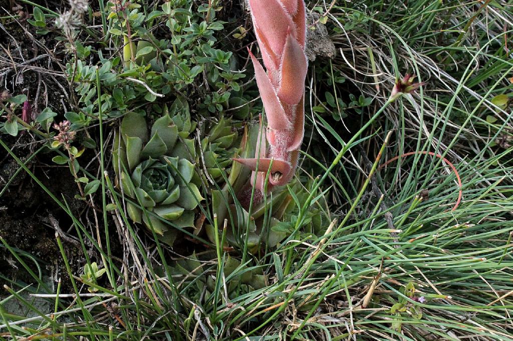 Sempervivum tectorum?
